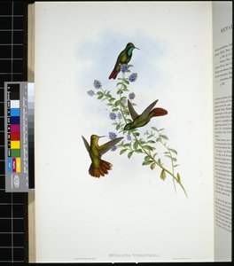 Tyrian-tail (metallura Tyrianthina) (ručně barvené litho) od John (after) Gould