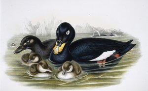 Velvet Scoter (oidemla fusca) (ručně barvené litho) od John (after) Gould
