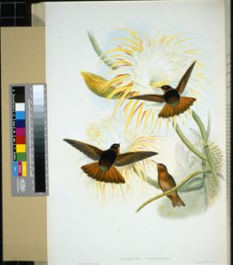 Stenura venezuelská (panychlora stenura) a (panychlora Russata) (ručně barvená litho) od John (after) Gould