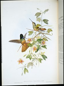 Fialková hvězdice (Helianthea Violifera) (ručně barvené lito) od John (after) Gould