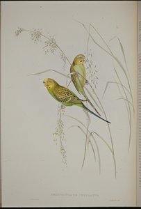Papoušek travní (Melopsittacus Undulatus) (ručně barvený litho) od John (after) Gould