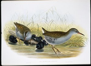 Water-Rail (Rallus Aquaticus) (ručně barvené lito) od John (after) Gould