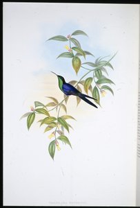 Watertonova dřevěná nymfa (Thalurania Watertoni) (ručně barvené lito) od John (after) Gould