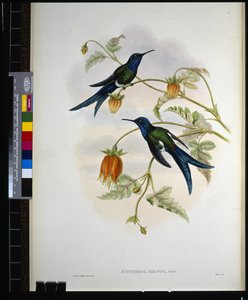 Vlaštovčí ocas západní (Eupetomena hirundo) (ručně kolorovaná litografie) od John (after) Gould