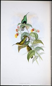 Sametovka běloocasá (Lafresnaya Gayi) (ručně barvené litho) od John (after) Gould