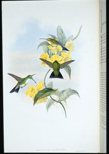 Smaragd bělohrdlý (Thaumatias Leucogaster) (ručně barvené lito) od John (after) Gould