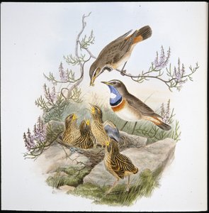 Bluethroated Bluebreast (Cyanecula Leucocyana) (ručně barvené litho) od John (after) Gould