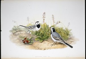 Konipas bílý (Motacilla Alba) (ručně barvené lito) od John (after) Gould