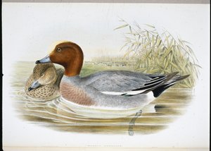 Widgeon (Mareca Penelope) (ručně kolorovaný litho) od John (after) Gould