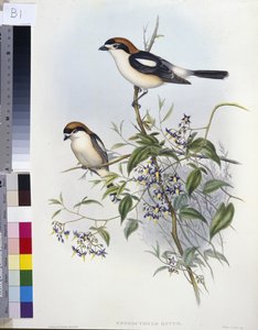 Ťuhýk lesní (Enneoctonus Rufus) (ručně barvené lito) od John (after) Gould