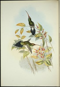 Poustevník yarquijský (Phaerthornis yarugui) (ručně kolorovaná litografie) od John (after) Gould