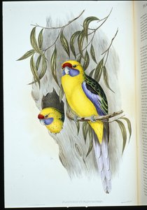 Andulka žlutobřichá (platycercus flaviventris) (ručně barvená litho) od John (after) Gould
