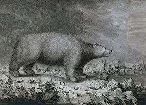 Polar Bear, rytina Petera Mazela po kresbě Johna Webbera (1750-1793) vytvořená během třetí cesty Jamese Cooka