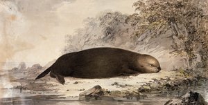 Mořská vydra, rytina po kresbě Johna Webbera (1750-1793) vytvořená během třetí cesty Jamese Cooka