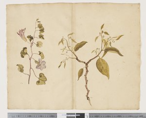F.13 Ipomea Pes, koza; Celtis paniculata, cca 1790-95 (akvarel a tuš na papíře)