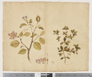 F.15 Lagunaria Patersonia; Alyxia gynopogon, cca 1790-95 (akvarel a inkoust na papíře)