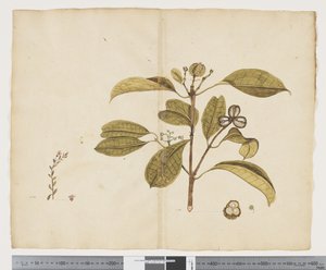 F.19 Samolus repens; Baloghia lucida, cca 1790-95 (tuš a akvarel na papíře)
