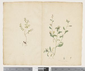 F.25 Euphorbia sparrmannii; Lobelia alata, cca 1790-95 (akvarel a inkoust na papíře)