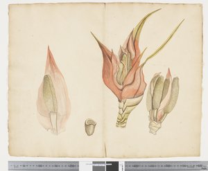 F.33 Freycinetia baueriana, kolem 1790-95 (tuš a akvarel na papíře)