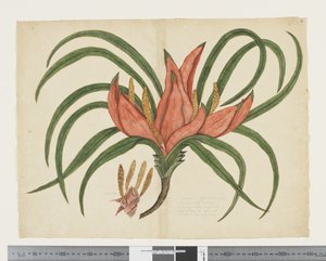 F.36 Freycinetia baueriana, kolem 1790-95 (akvarel a inkoust na papíře)