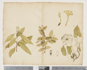 F.6 Wikstroemia Australis; Ipomea, cca 1790-95 (akvarel a inkoust na papíře)