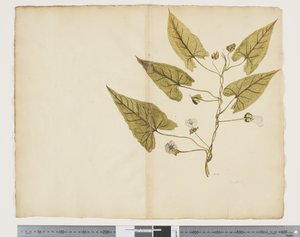 F.7 Calystegia affinis, cca 1790-95 (akvarel a inkoust na papíře)