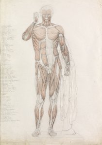 Anatomická studie: Lidské svalstvo, v Contrapposto od John Bathe