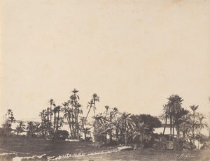 Studie o palmách, břehy Nilu, Kalabschi, 1853-54.