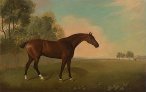 Bay Horse v poli