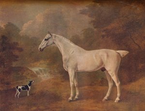 Šedý bleší a strakatý teriér, 1803.
