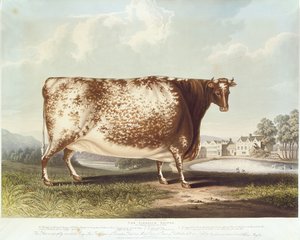 Airedale Heifer, vyryl R. Reeve, 1820 (barevná rytina) od John Bradley