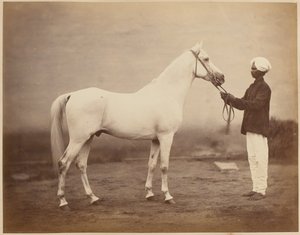 Kůň generálporučíka sira Fredericka Sleigh Robertse, "Vonolel", circa 1885