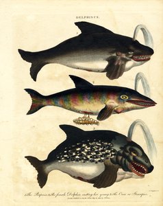 Druhy delfínů - sviňuchy a kosatky od John Chapman