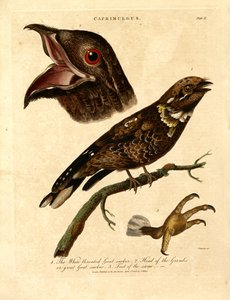 Noční pták (Caprimulgus) od John Chapman