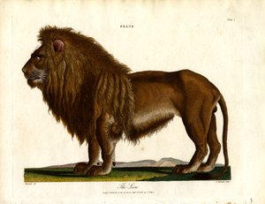 Lev (Felis;Plate I)