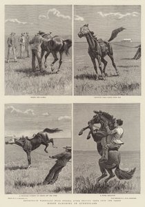 Chov koní v Queenslandu