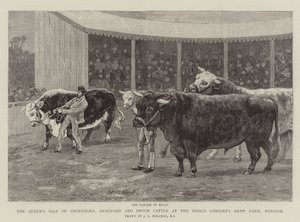 Královnin prodej skotu Shorthorn, Hereford a Devon Cattle na farmě Prince Consort