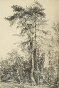 Jedle, kolem roku 1833 od John Constable