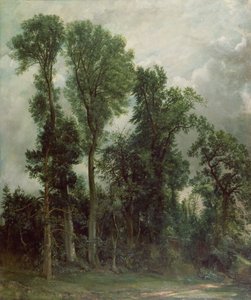 Stromy v Hampsteadu od John Constable