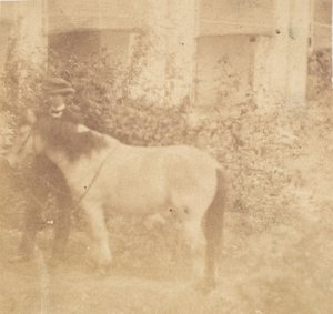 [Man and Horse, Government House, Allahabad], 1858. od John Constantine Stanley
