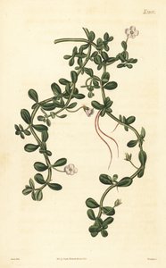 Brahmi neboli vodní yzop, Bacopa monnieri od John Curtis