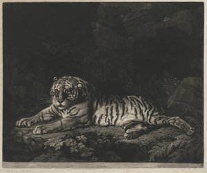 Tygřice od John Dixon after George Stubbs
