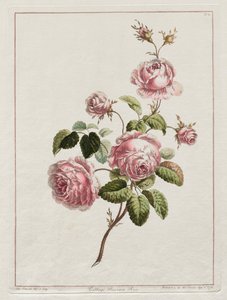 Sbírka květin nakreslených podle přírody – kapustová růže z provincie, 1801.