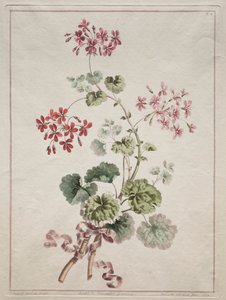 Sbírka květin čerpaných z přírody: č. 6 - Geranium šarlatová a pestrá od John Edwards