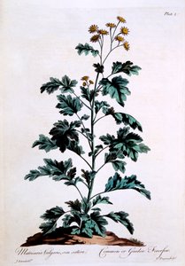 Common or Garden Feverfew, ilustrace z 
