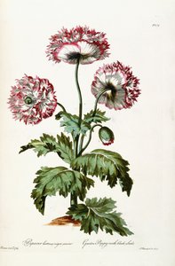 Zahradní mák s černými semínky, 1769