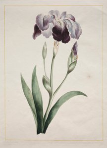 Japanese Iris (Large Blue Iris)   1296930   cs       czech Successfully Translated  Original: View of the apse with frescoes by Camillo Procaccini and wooden choir by Cristoforo e Giuseppe De Venetiis, Basilica of San Prospero, Reggio Emilia, Emilia Romagn