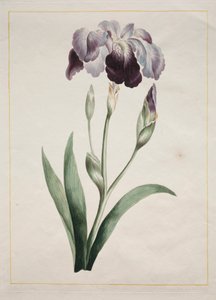 Japonský kosatec Velký modrý kosatec, 1801.