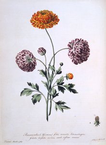 Pryskyřník, ilustrace z 