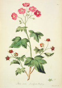 Malina: Sladká Kanada (pl.45) z „The British Herbal...“ od Johna Edwardse (fl. 1763-1812)